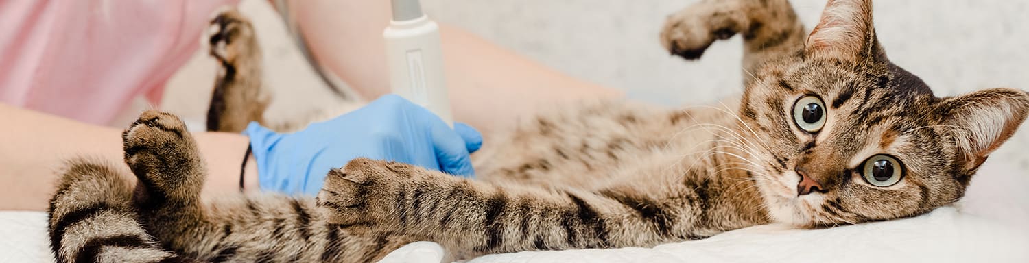 Diagnostic Tests for Pets