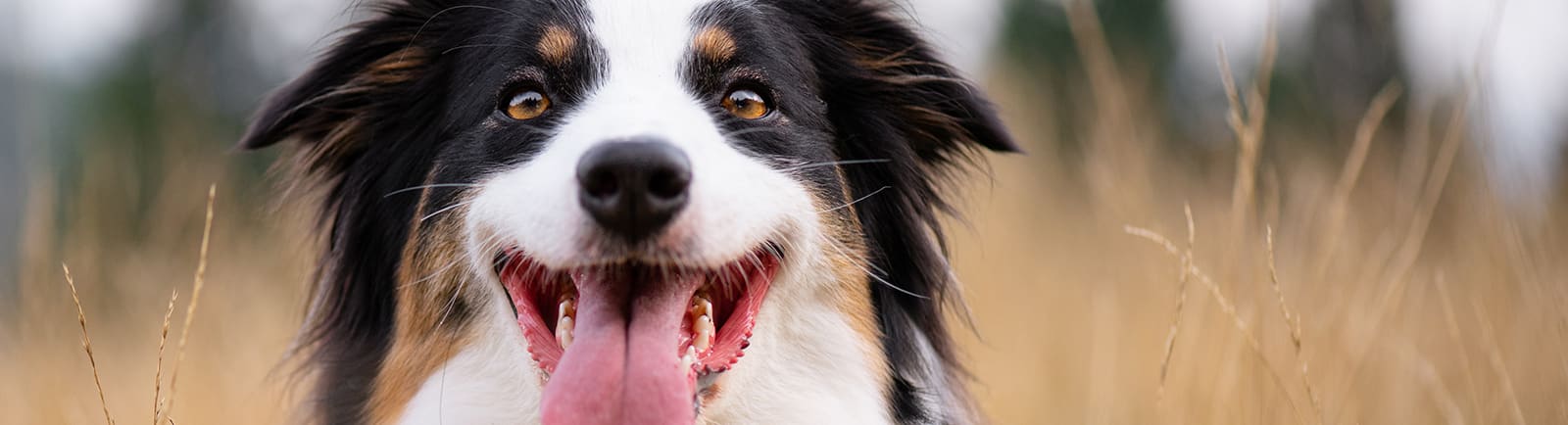 Understanding your dog's blood tests.