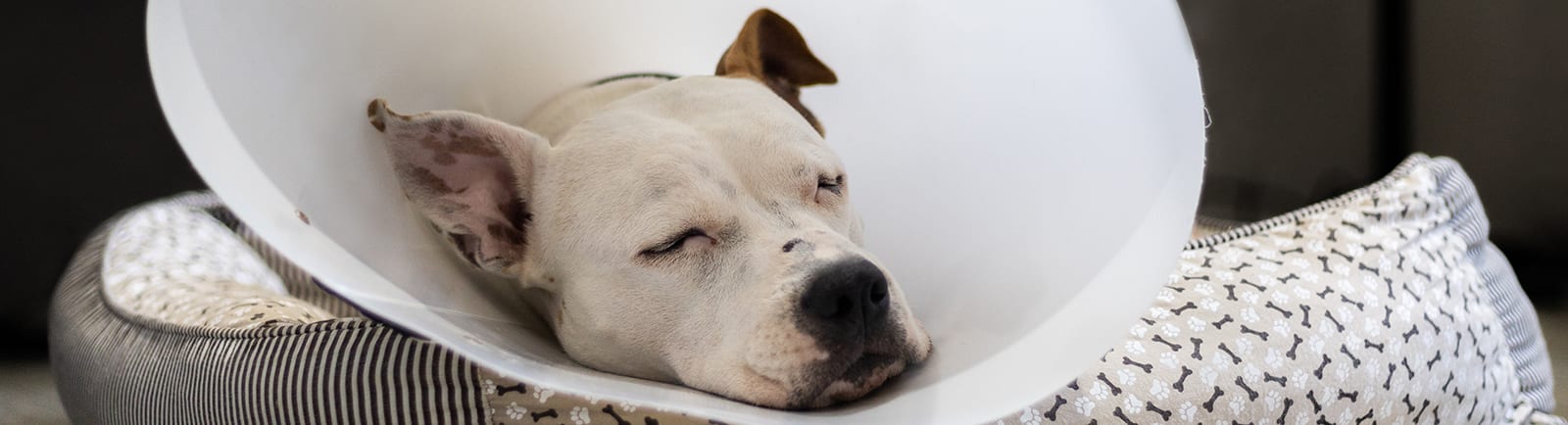 Dog with cone on, resting after surgery.