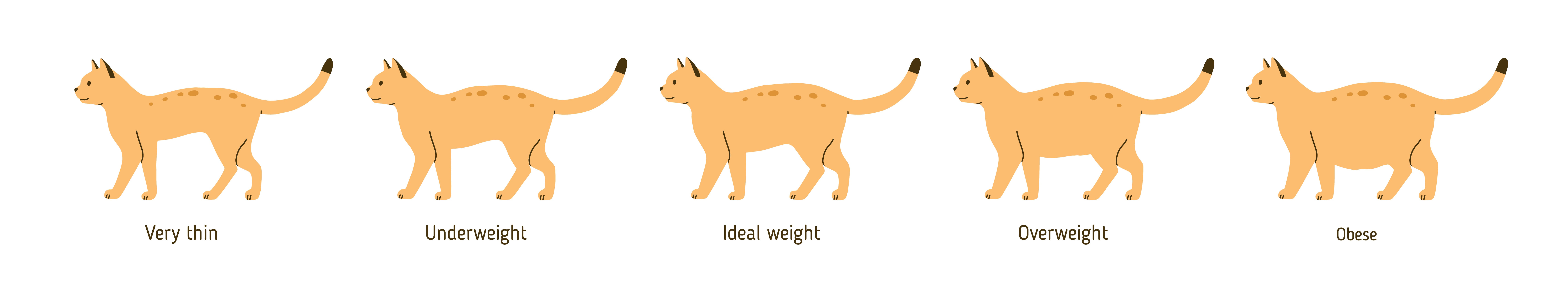 Overweight cat chart, Boynton Beach Vet 