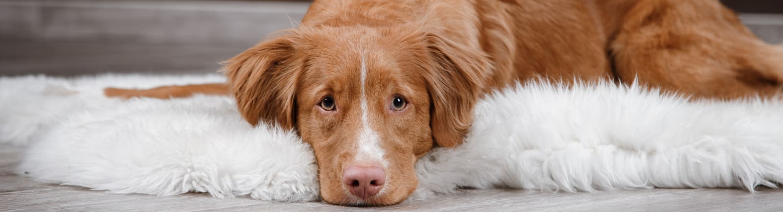 Brown dog waiting for treatment