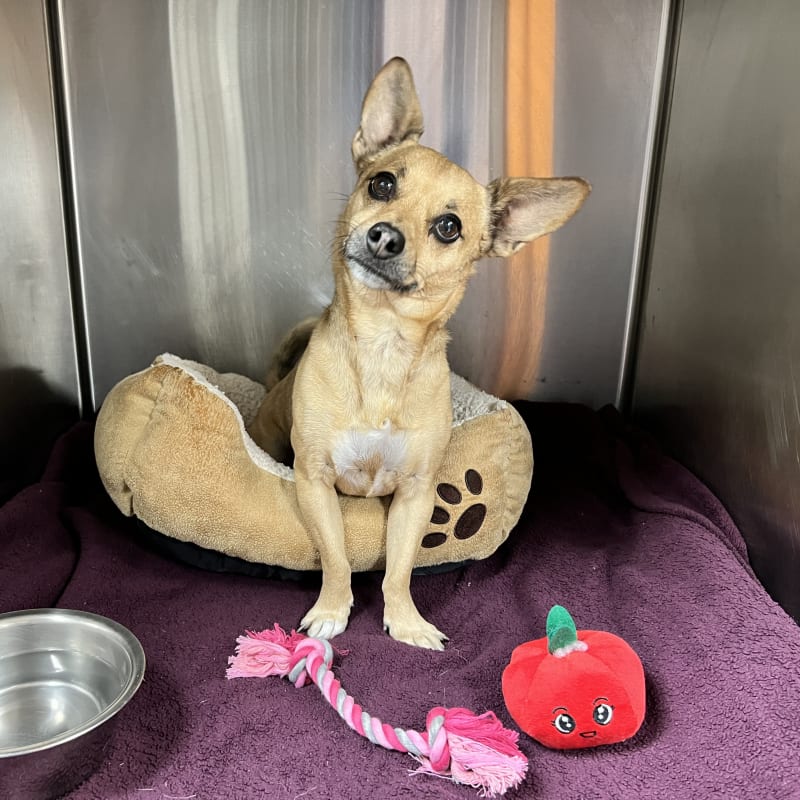 Dog & Cat Boarding in Boynton Beach Pet Boarding Services