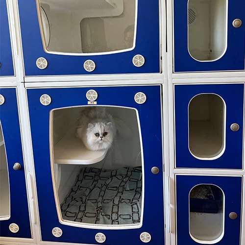 Cat Condo, cat boarding, Boynton Beach Pet Boarding and Veterinary Care