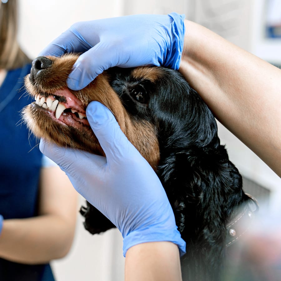 Dog & Cat Dental Care, Boynton Beach Veterinary Dentist