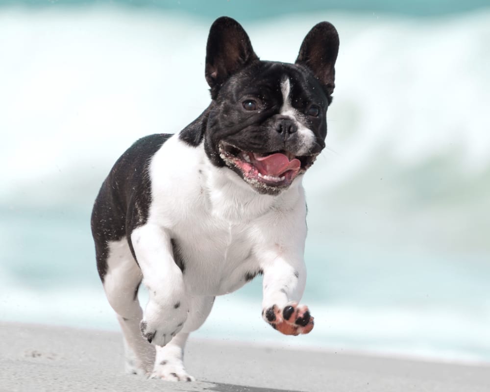 Running french bulldog