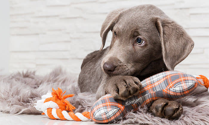 Puppies, Coral Breeze Animal Hospital