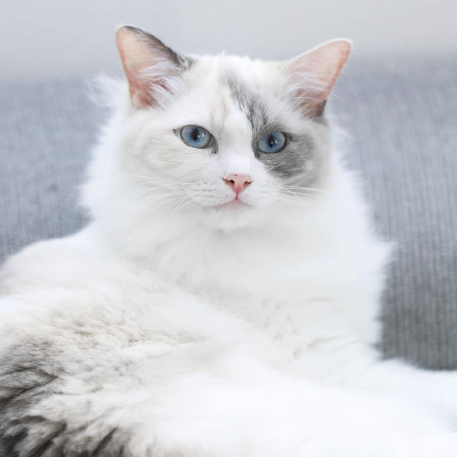 Pet Surgery, Boynton Beach Vet