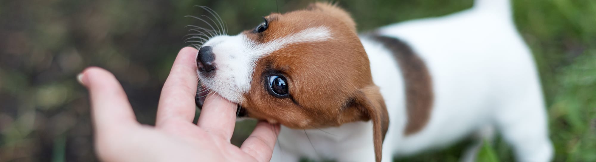 Puppy Teething